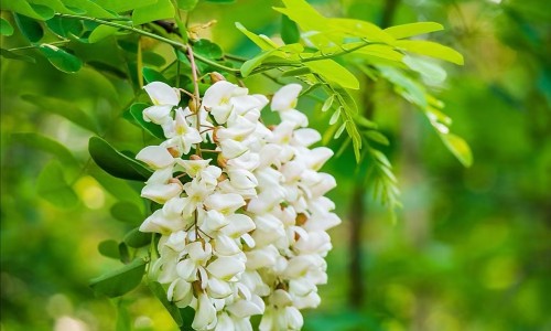 蒲公英和玫瑰花枸杞能一起泡水喝吗-玫瑰花枸子浦公英功效网-分享蒲公英和玫瑰花加枸杞，玫瑰花和浦公英一起泡水喝的功效知识库