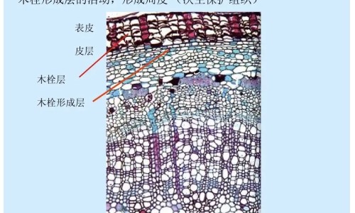 玫瑰花枸子浦公英功效网-分享蒲公英和玫瑰花加枸杞，玫瑰花和浦公英一起泡水喝的功效知识库